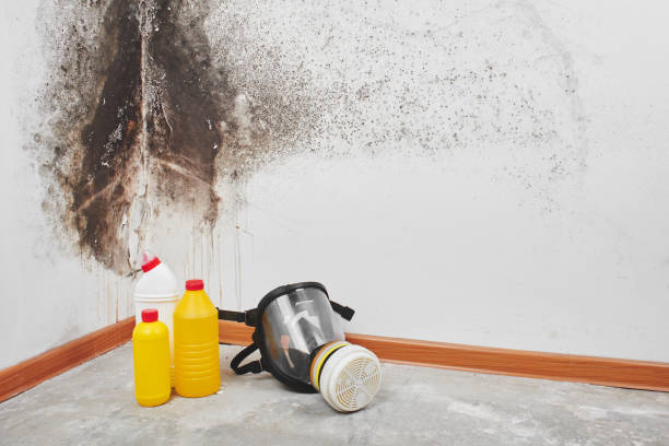 Best Industrial Mold Remediation in Clintonville, WI