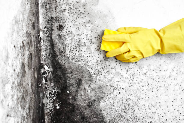 Best Bathroom Mold Remediation in Clintonville, WI