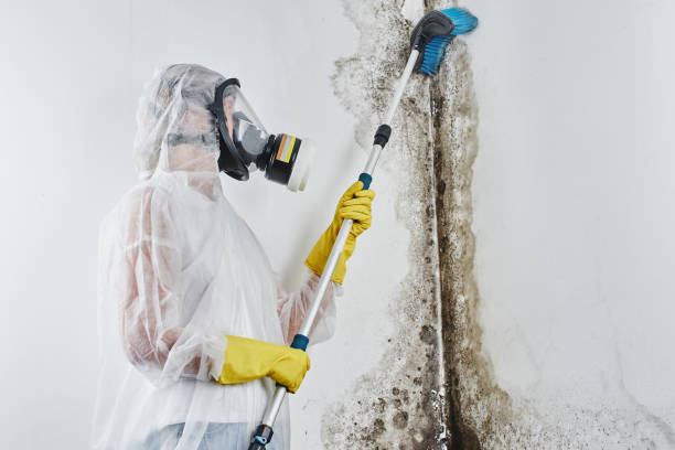 Best Insurance-Related Mold Remediation in Clintonville, WI