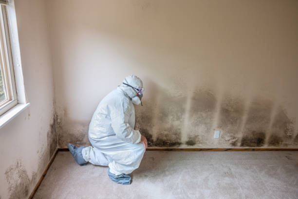 Best Basement Mold Remediation in Clintonville, WI