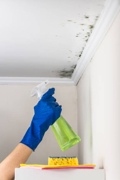 Best Mold Testing and Inspection Services in Clintonville, WI